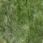 Nuance Vert poudre